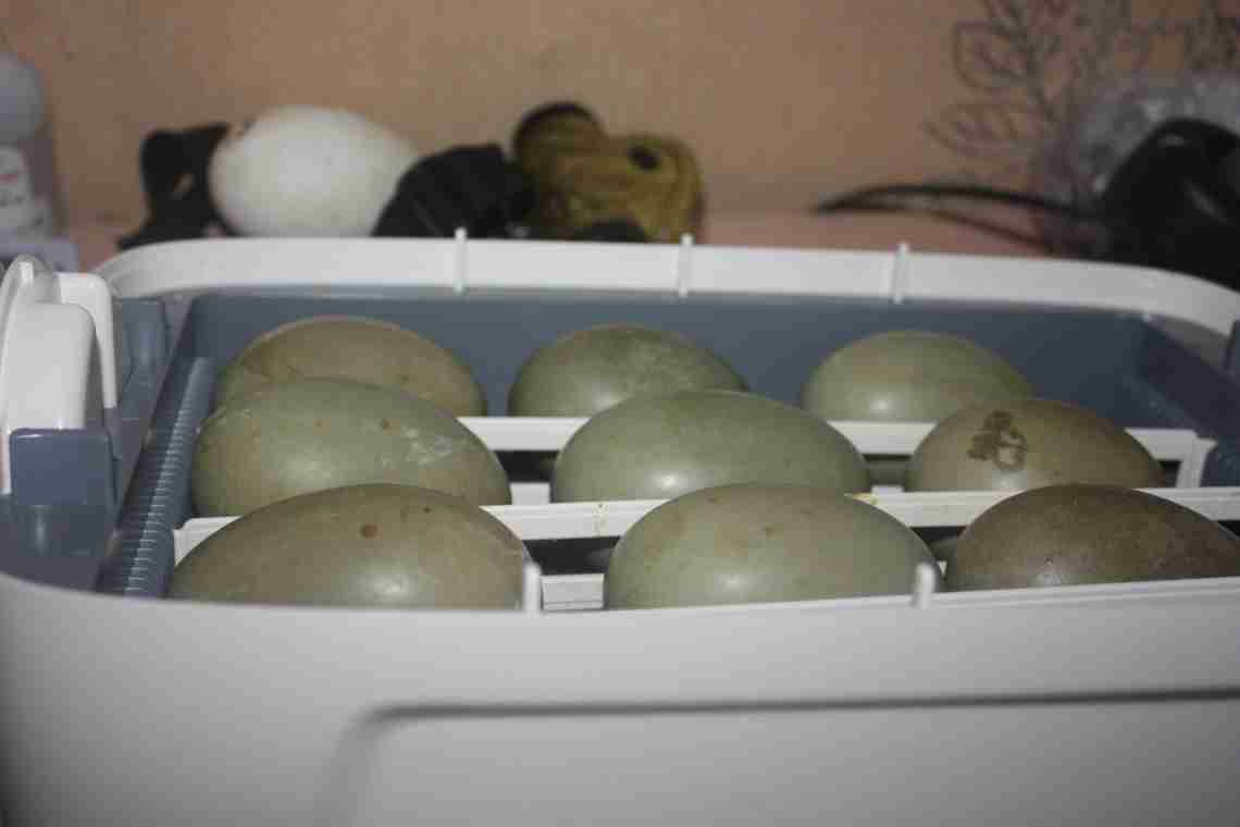 Скільки качка сидить на яйцях