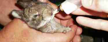 Стоматит у кроликів - лікування