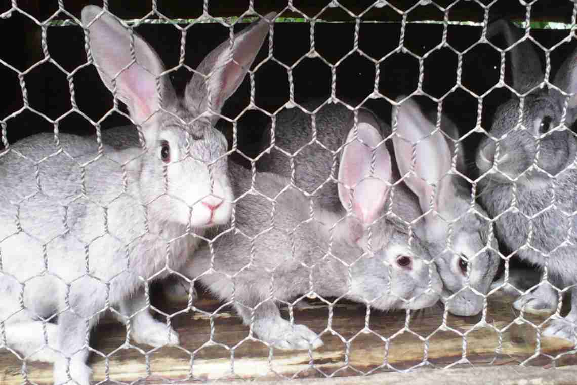 Чому кролики п "ють свою сечу