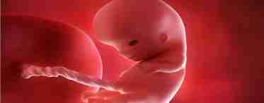 Вагітність: як розвивається малюк в утробі матері?