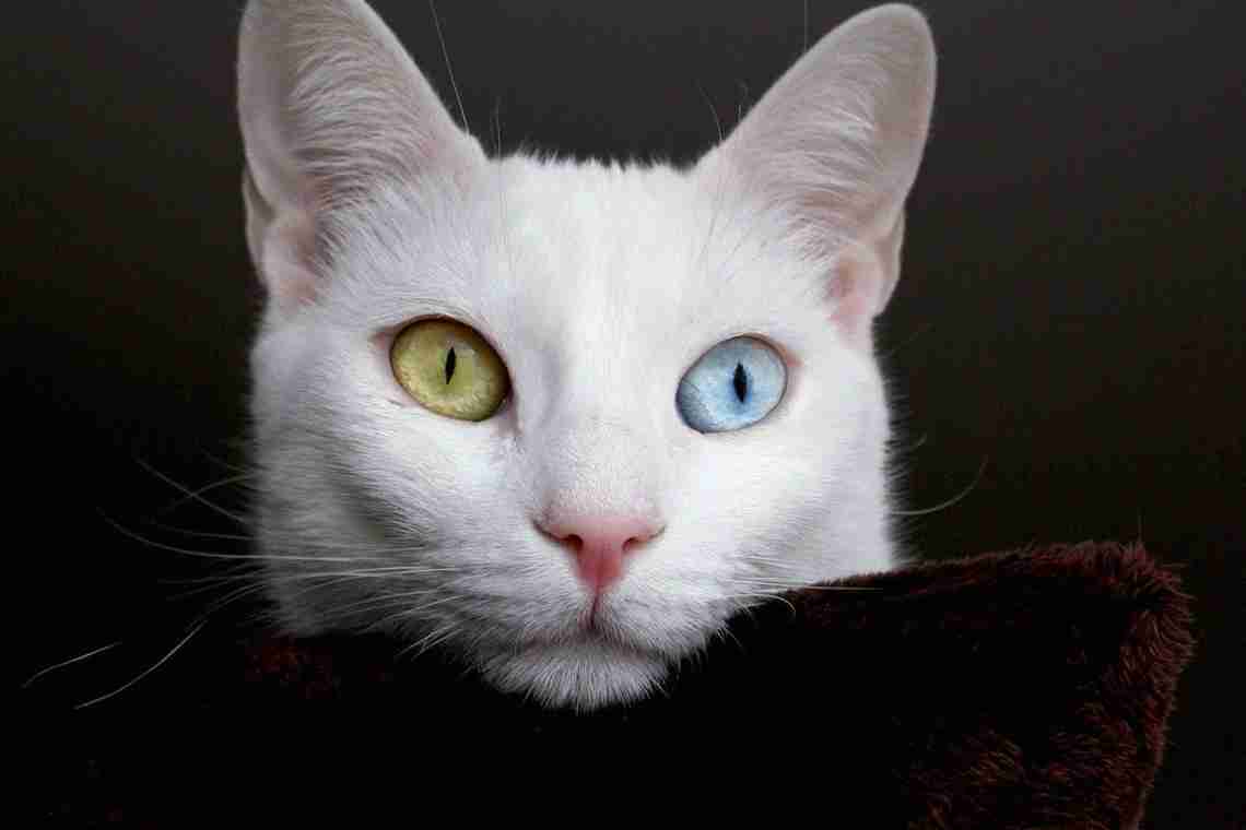 Історія кішки з різнокольоровими очима