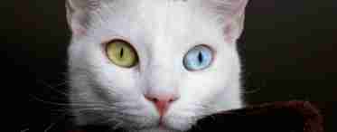 Історія кішки з різнокольоровими очима