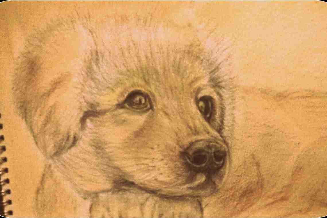 Як поетапно намалювати собаку олівцем