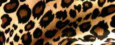 Леопардовий принт: як вибрати і правильно носити