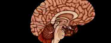 Які процеси можуть проходити в мозку людини?