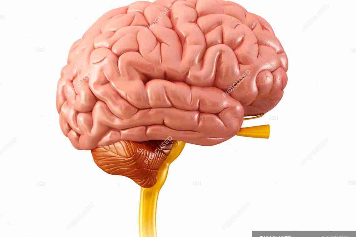 Цікаві факти і відомості про людський мозок