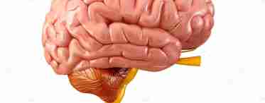 Цікаві факти і відомості про людський мозок