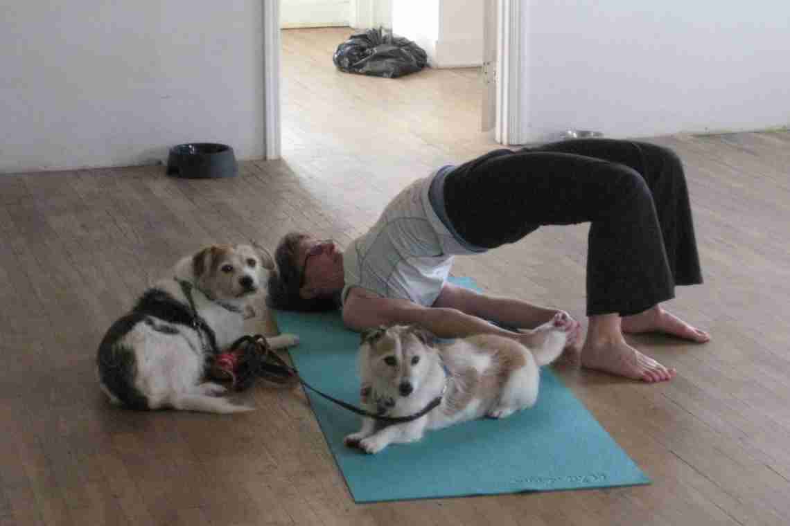 Дога-йога «» - заняття йогою разом зі своїм собакою