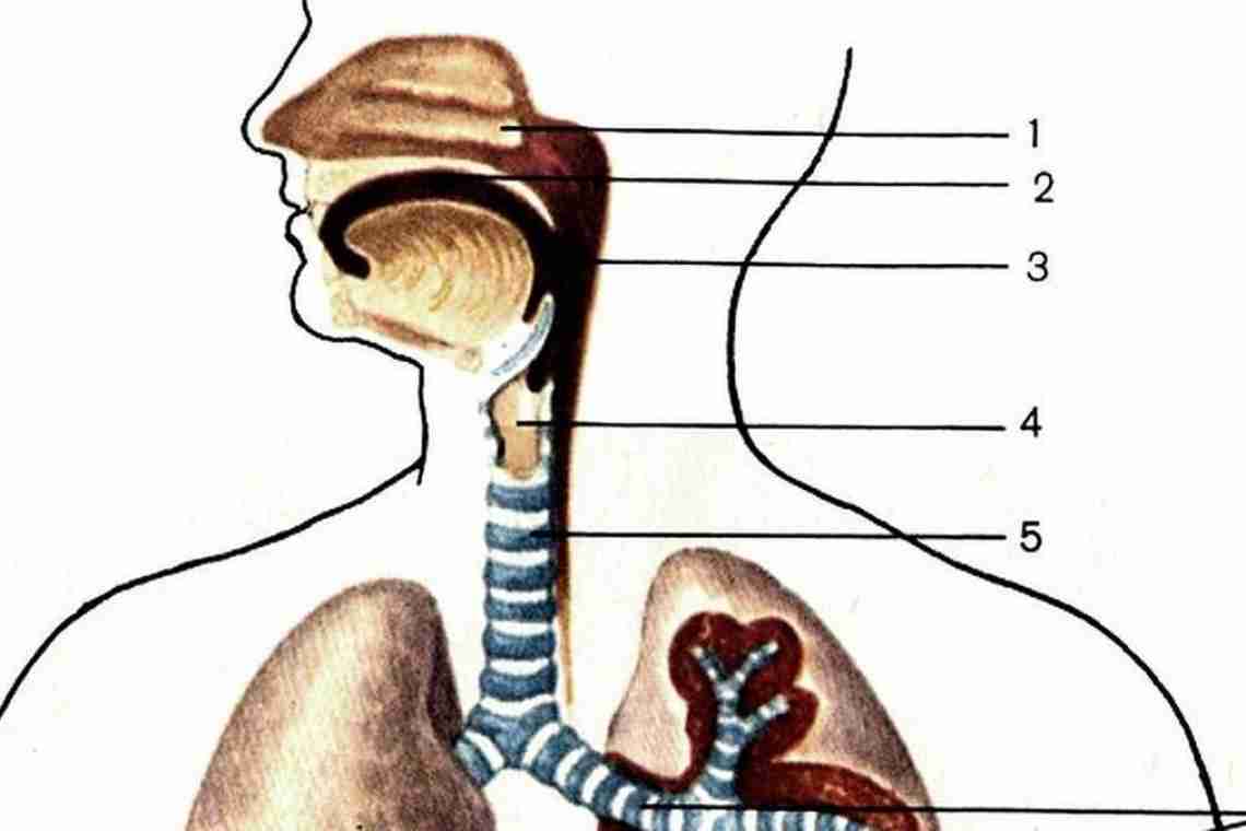 Мовне дихання - що, як, для чого
