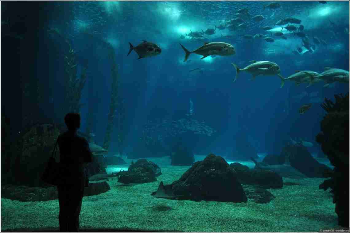 Лісабонський океанаріум - неймовірне місце, щоб ознайомитися з морською флорою і фауною