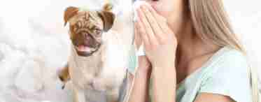 Що робити, і як позбутися алергії на собак, якщо її симптоми проявляються у дитини?
