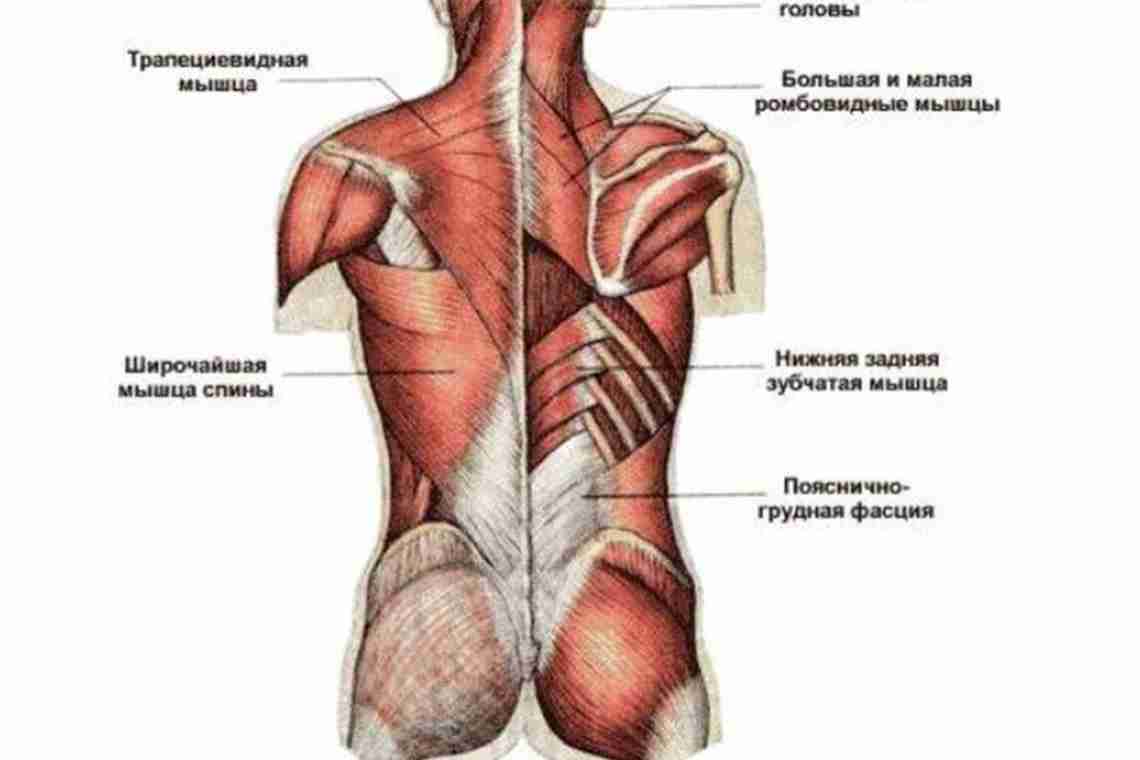 Чому болять м'язи спини?
