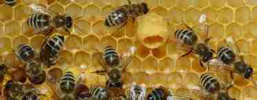 Маточне бджолине молочко