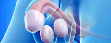 Гідатида яєчка: суть захворювання і принципи лікування