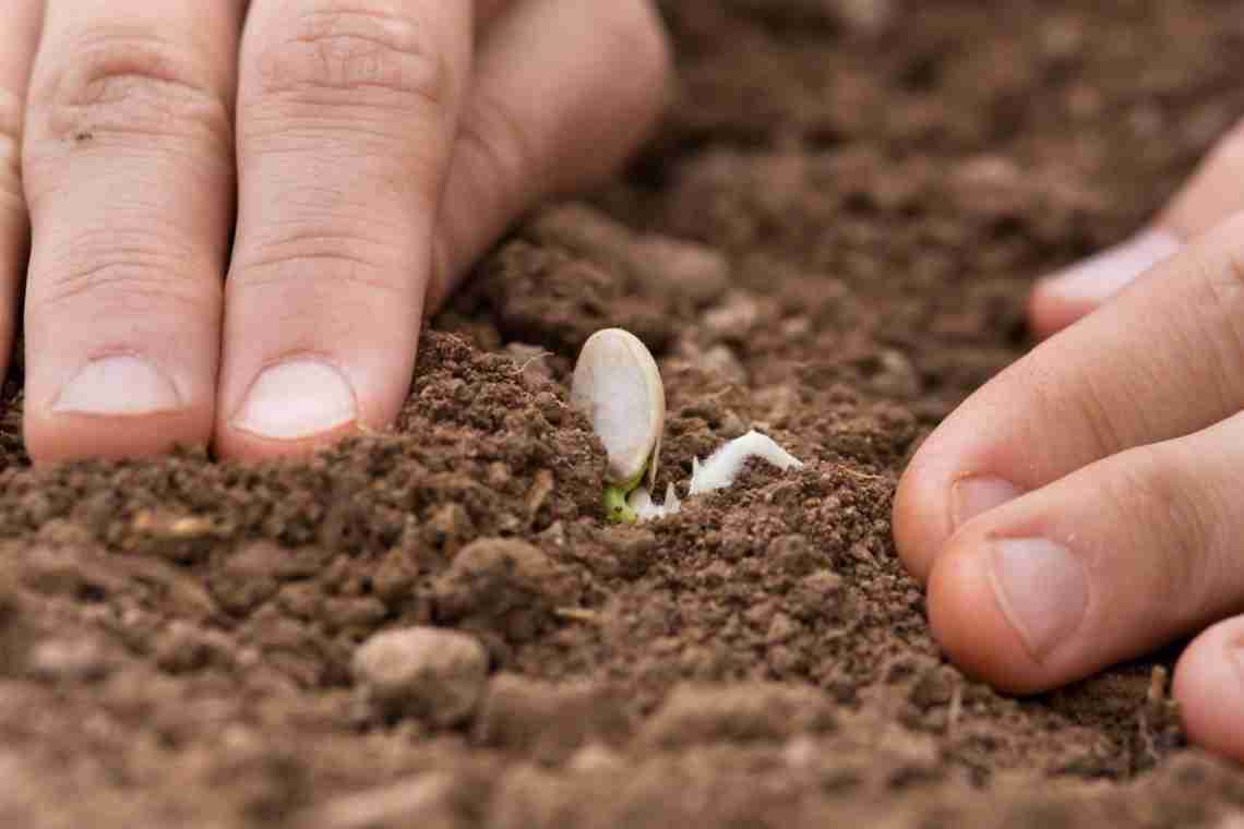 Як садити кавуни у відкритий ґрунт насінням