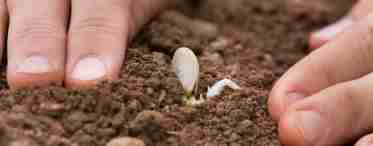 Як садити кавуни у відкритий ґрунт насінням