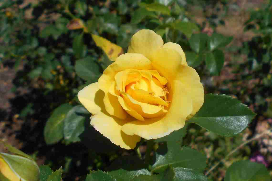 Роза Лючія