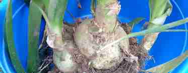 Індійська цибуля - вирощування в домашніх умовах