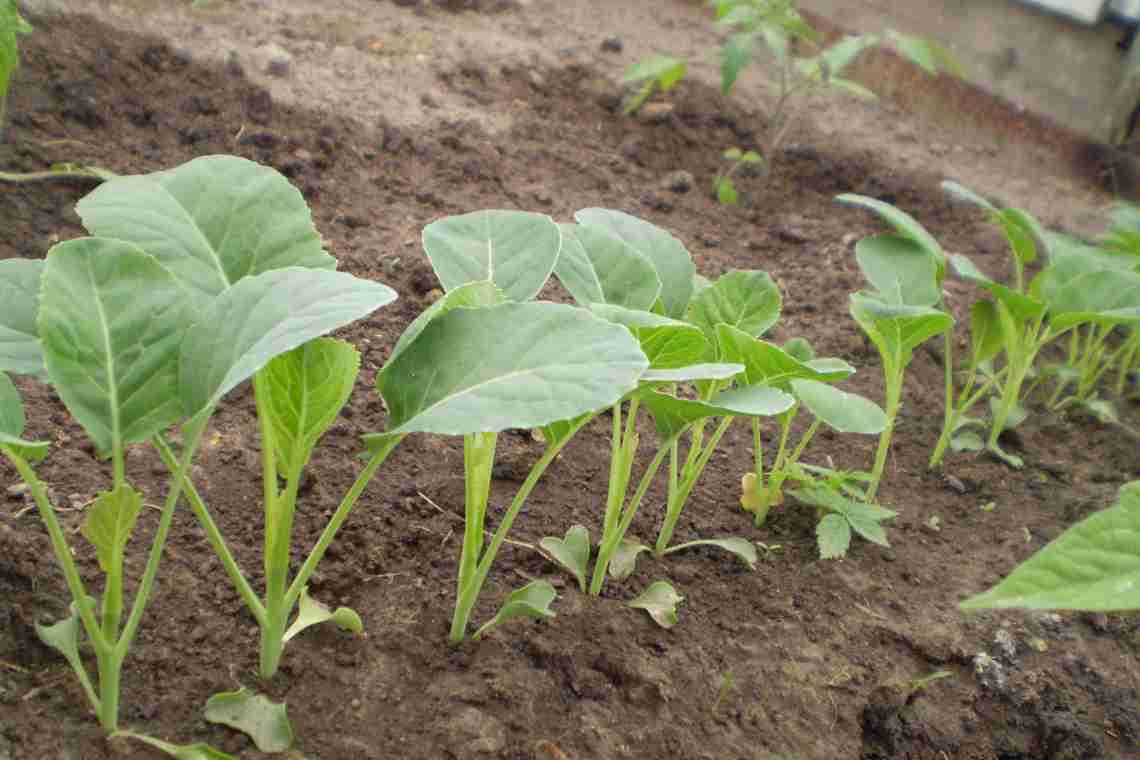 Як садити капусту броколі у відкритий грунт розсадою