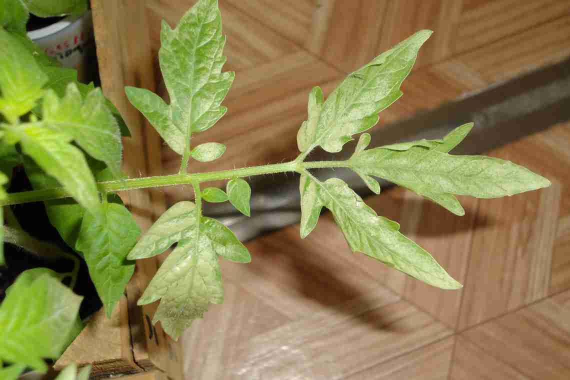 Чому у розсади помідор фіолетове листя знизу