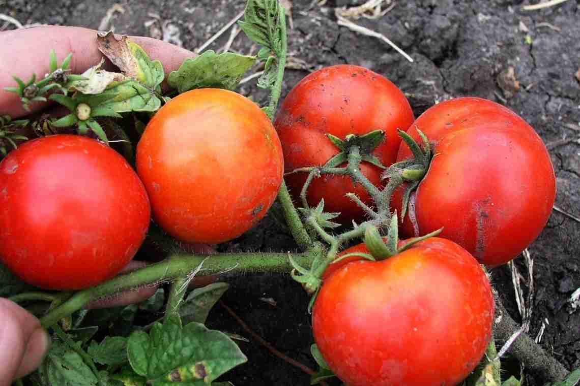 Який ґрунт люблять помідори