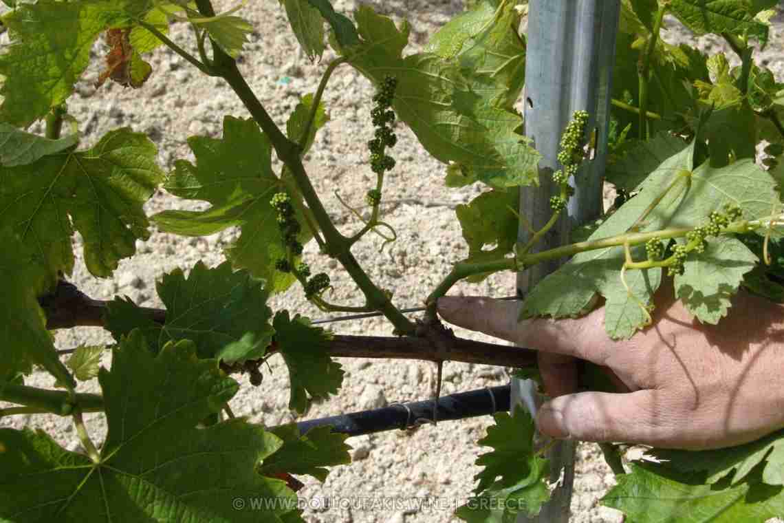 Скільки пензлів винограду залишати на лозі