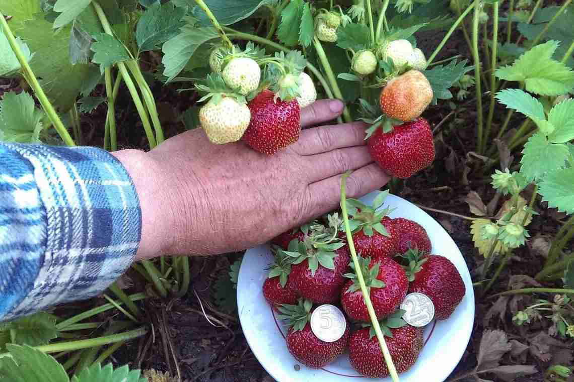 Як підв'язати полуницю