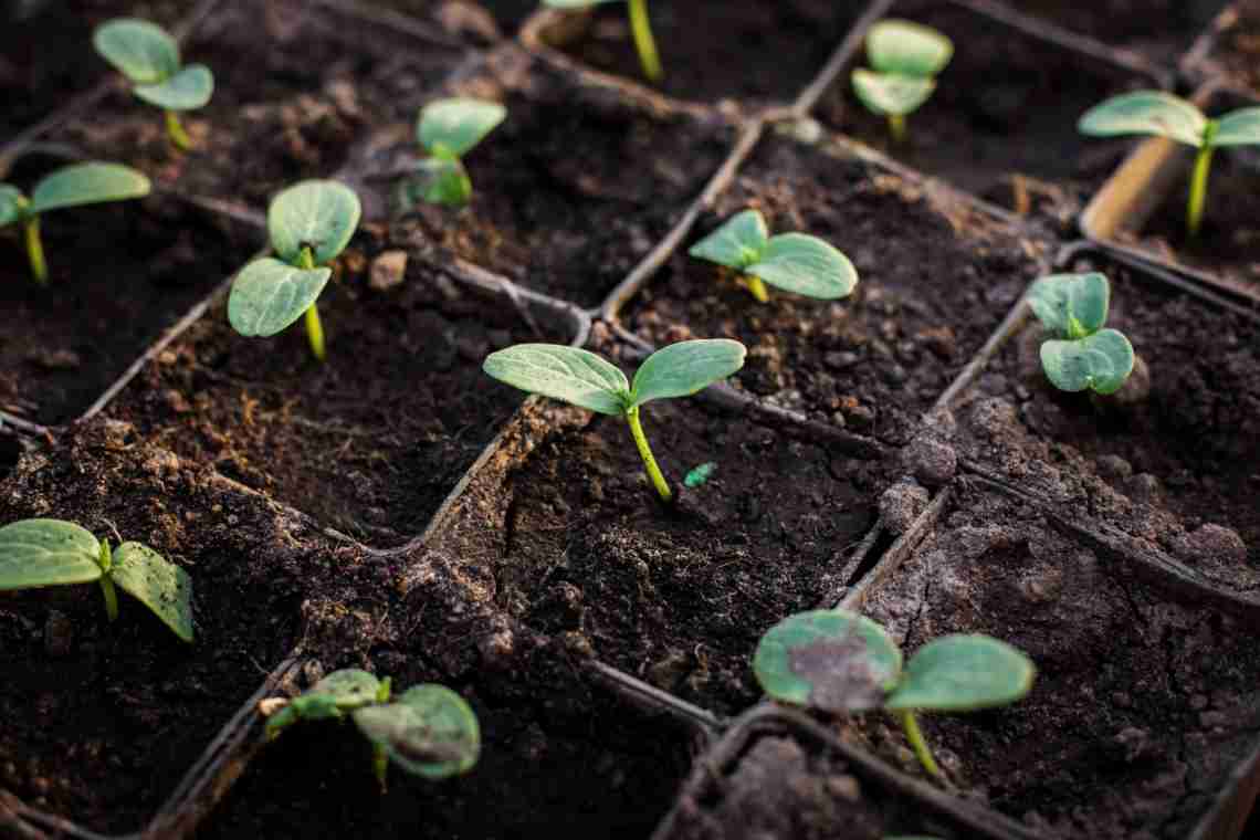 Як посадити огірки в тирси на розсаду