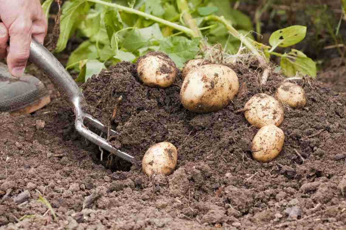 Як посадити картоплю без перекопування землі