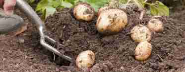 Як посадити картоплю без перекопування землі