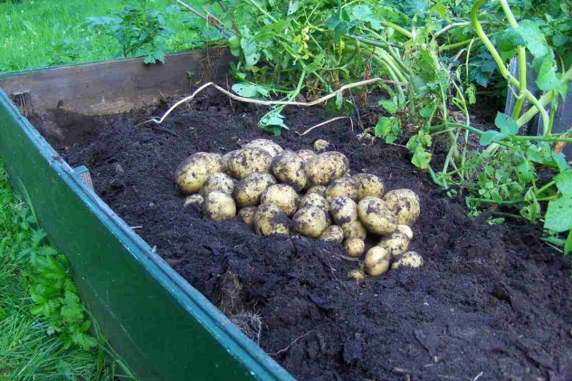 Як виростити картоплю
