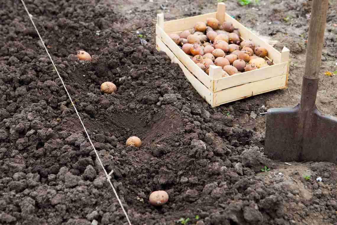 Добрива для картоплі при посадці в лунку навесні
