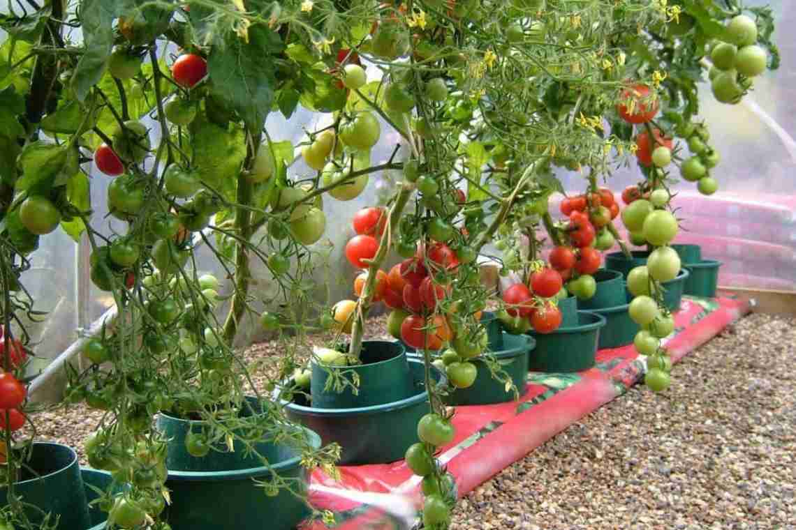 Як виростити помідори Черрі