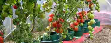 Як виростити помідори Черрі