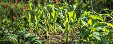 Як садити кукурудзу розсадою у відкритий ґрунт