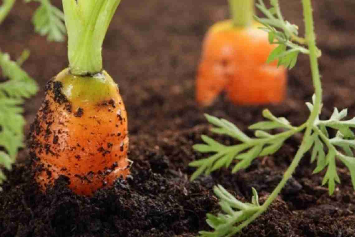 З чим садити моркву на одній грядці