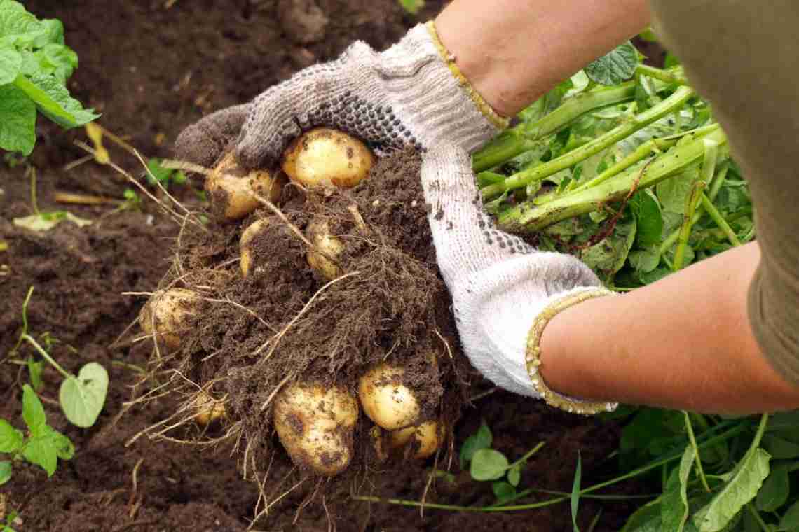 Чи можна садити картоплю з довгими білими паростками