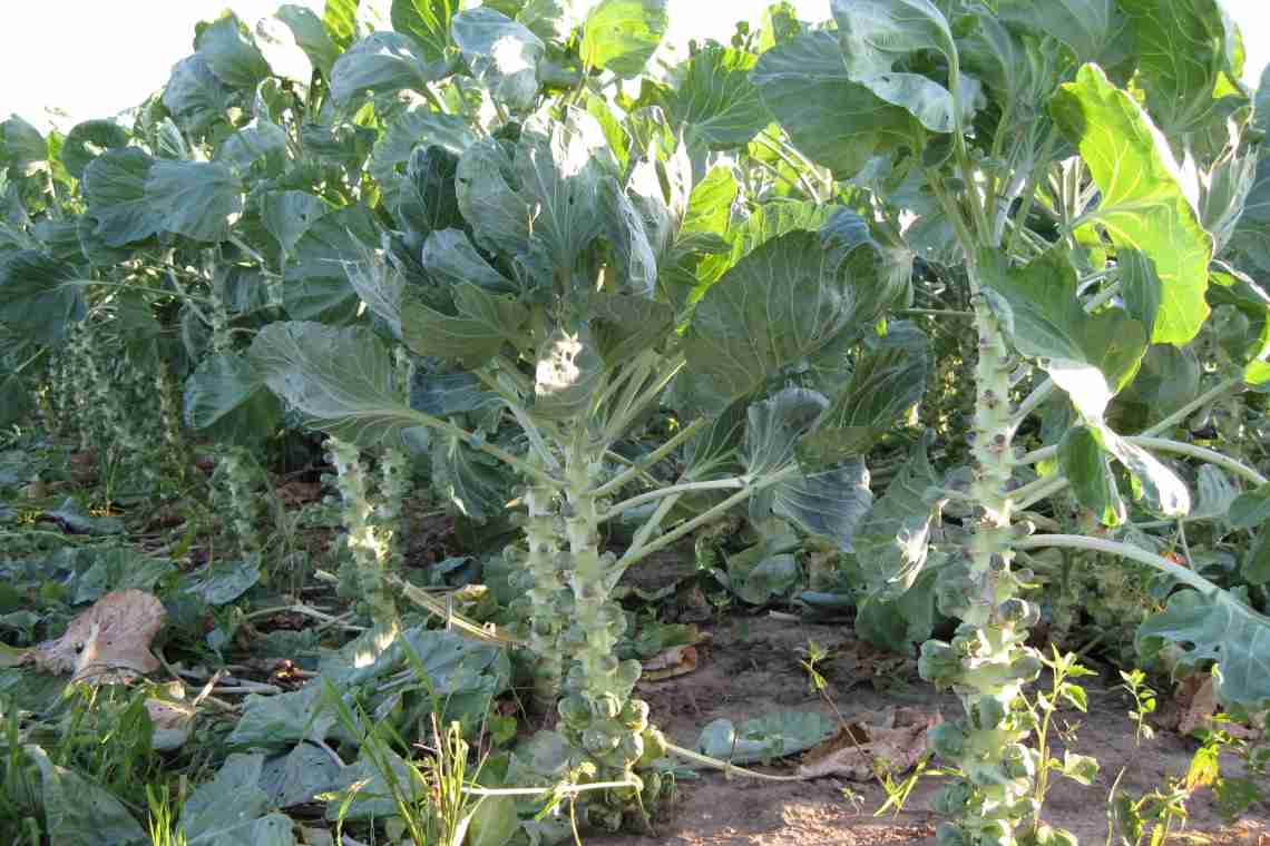 Вирощування брюссельської капусти у відкритому ґрунті