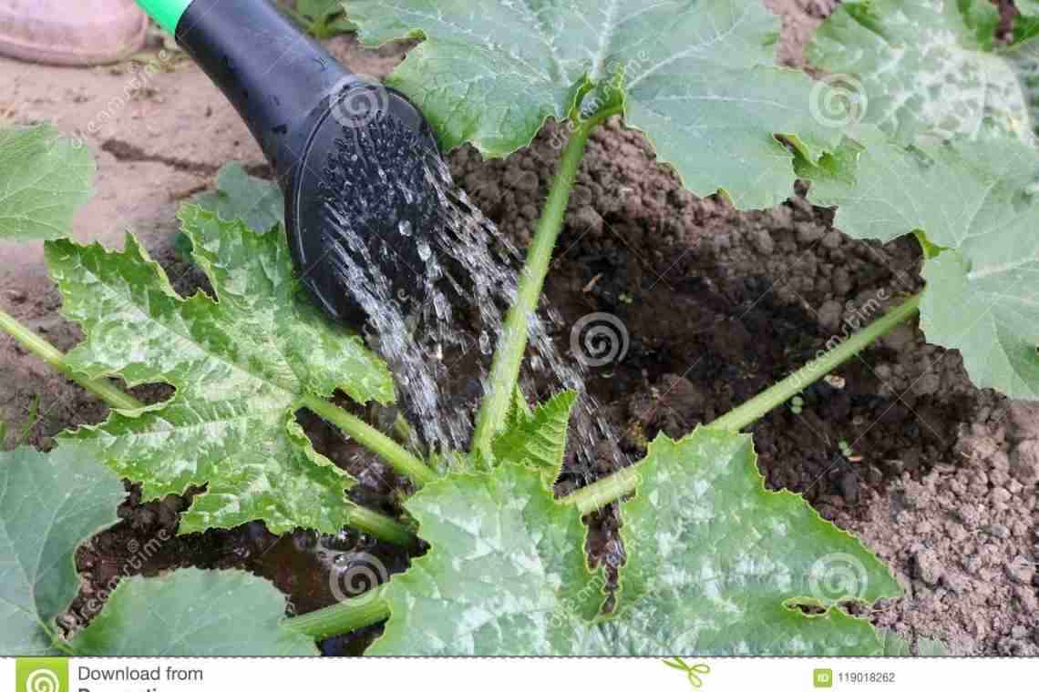 Як поливати кабачки у відкритому ґрунті