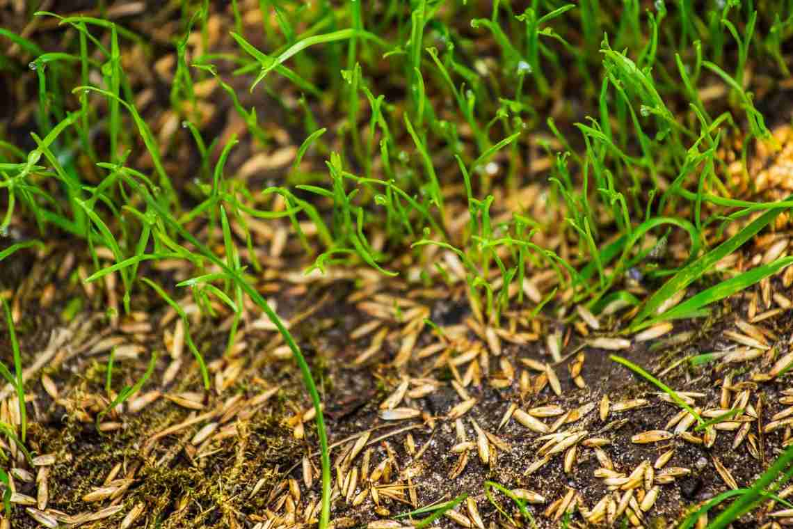 Газонна трава: найкращі сорти, як вибрати