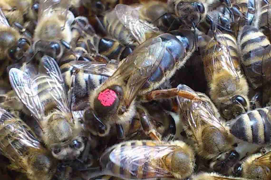 Бджолина матка