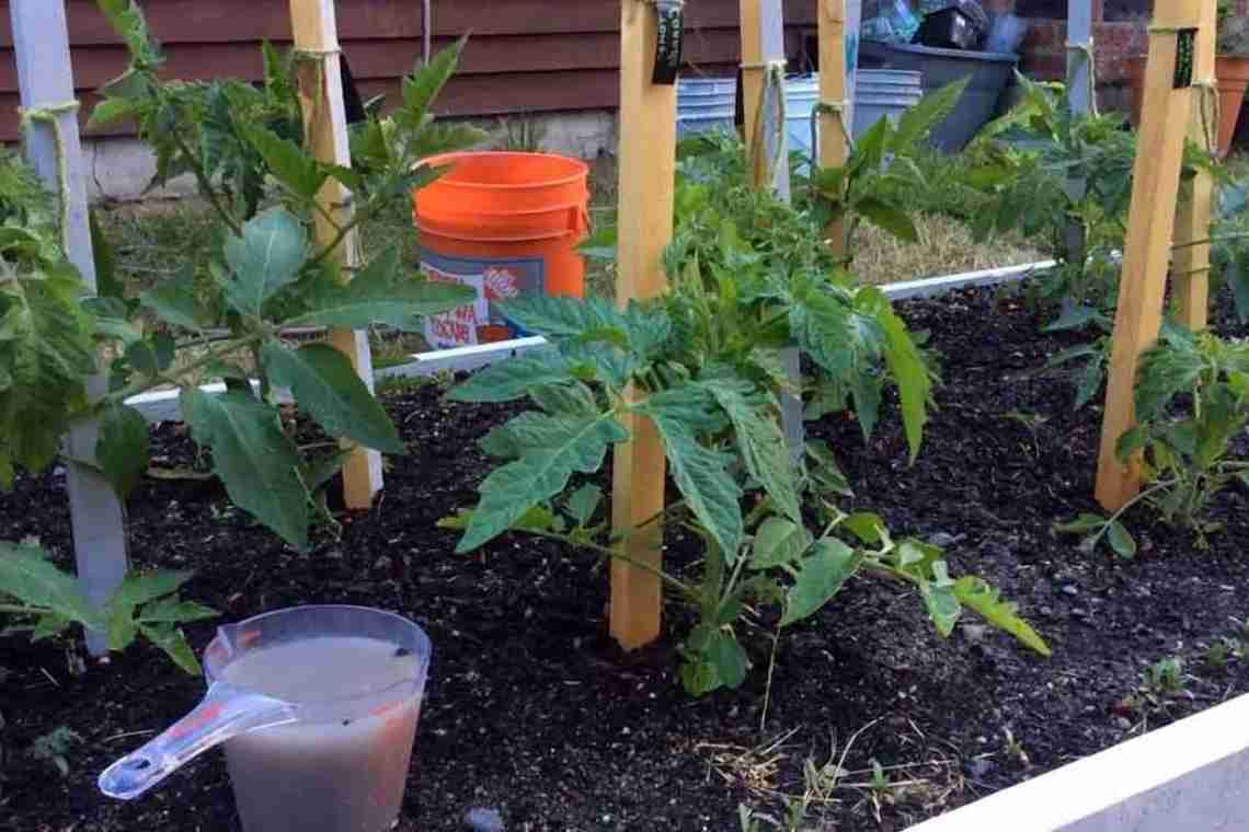 Зола для розсади томатів і перцю