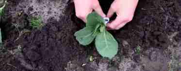 Як садити броколі у відкритий ґрунт