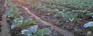 Цукіні: вирощування та догляд у відкритому ґрунті