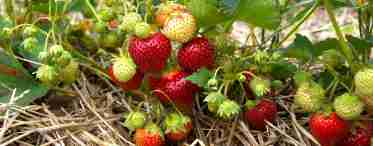 Чим підгодувати полуницю навесні для гарного врожаю - народні кошти