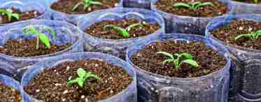 Як садити баклажани у відкритий ґрунт розсадою
