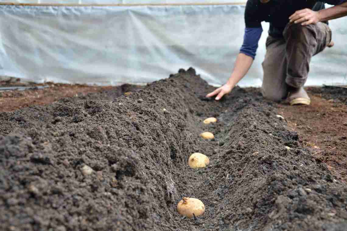 Як садити картоплю у відкритий ґрунт