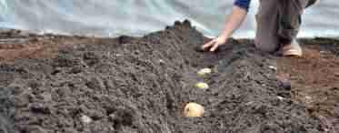 Як садити картоплю у відкритий ґрунт