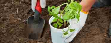 Фосфорне добриво для розсади томатів