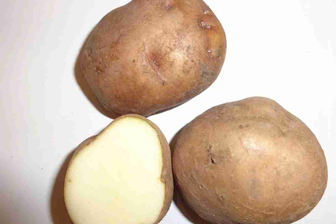 Картопля Синьоглазка